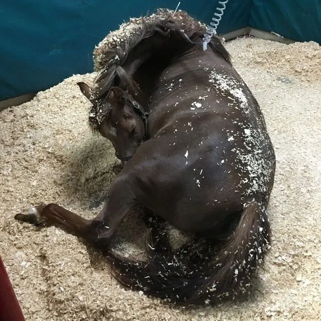 thumbnail for publication: Strangulating Lipoma in Horses: The Silent Killer